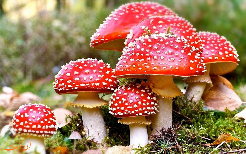 مسمومیت 10 نفر بر اثر مصرف قارچ سمی فقط در 24 ساعت گذشته