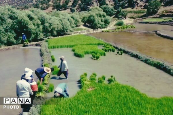 برنجکاری در پلبریده