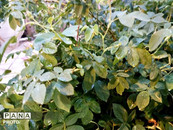 بارش رحمت الهی همراه با تگرگ در شهرستان نیشابور 