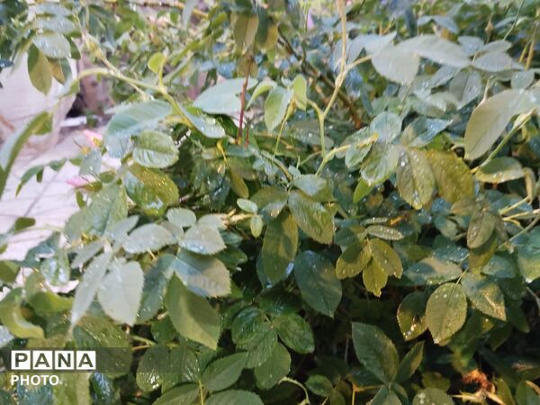 بارش رحمت الهی همراه با تگرگ در شهرستان نیشابور 