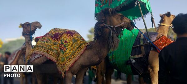 ورود باشکوه کاروان بنی اسد (ع) و نخل بزرگ فدافن به میعاد گاه عاشقان 