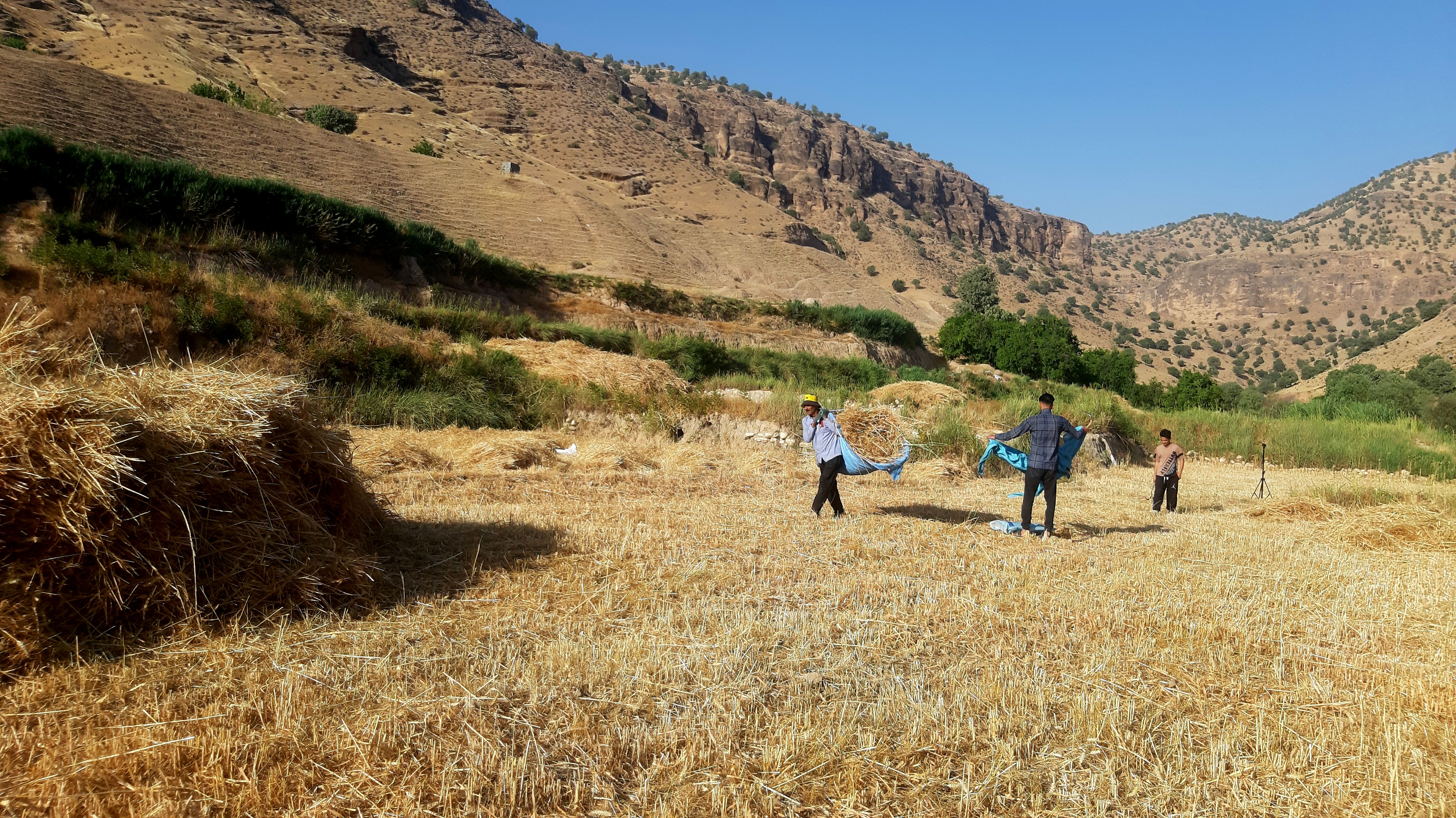 برداشت گندم در روستای بیدله