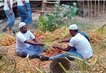 برگزاری یازدهمین جشنواره شکرگزاری انبه و یاسمین گل میناب