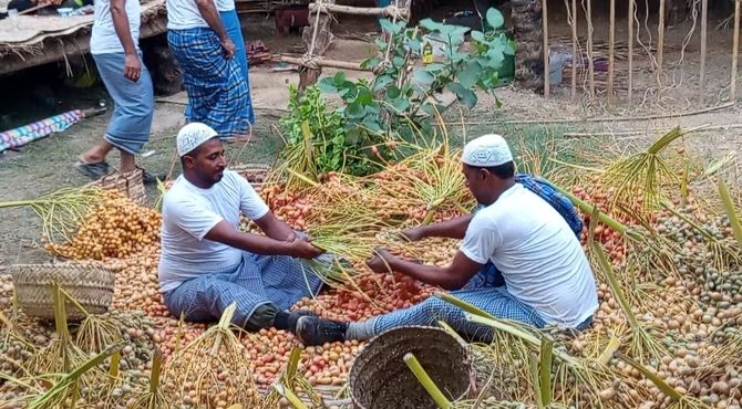 برگزاری یازدهمین جشنواره شکرگزاری انبه و یاسمین گل میناب