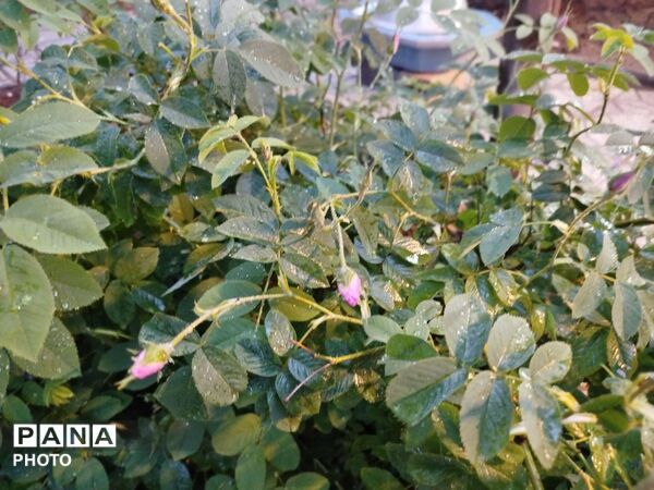 بارش رحمت الهی همراه با تگرگ در شهرستان نیشابور 