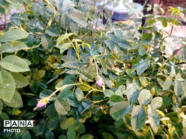 بارش رحمت الهی همراه با تگرگ در شهرستان نیشابور 