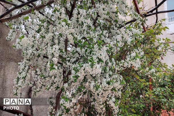 آلبوم تصویری از طبیعت زیبای شهر بار در اردیبهشت‌ماه  ۱۴۰۵ -1