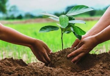 با کاشت درخت آینده‌ای سبز بسازیم