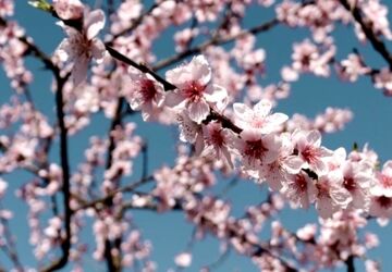 سیزده بدر، روزی آشنایی با طبیعت است