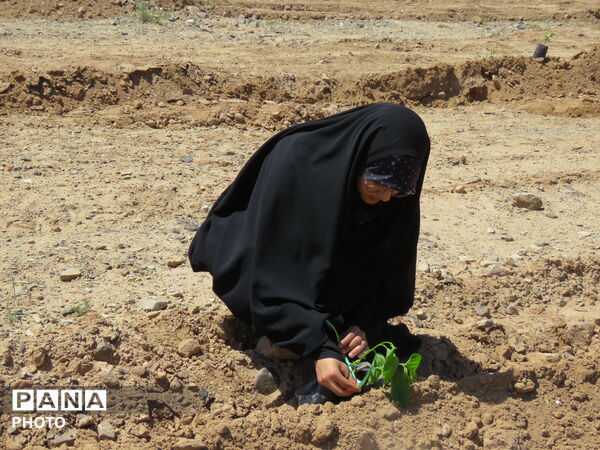 آیین "درخت سرو ایران" در شهرستان خلیل آباد 