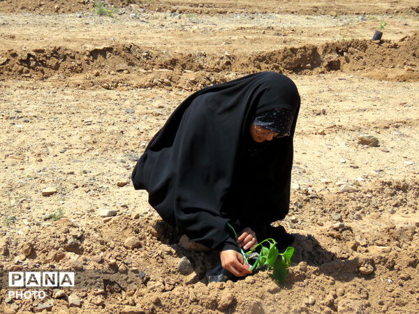 آیین "درخت سرو ایران" در شهرستان خلیل آباد 