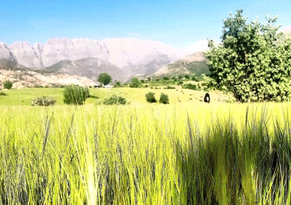 مسن و سرتنگ روستاهایی در دل طبیعت خانمیرزا 