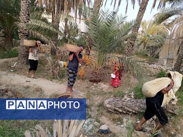 برداشت خرما در شهر رویدر 