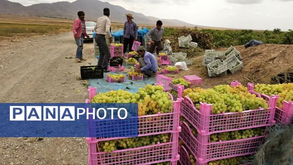 کیل گیری محصولات کشاورزی در شهرستان فاروج
