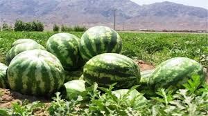 تولید ۸ هزار تن هندوانه در اراضی شهرستان فراشبند