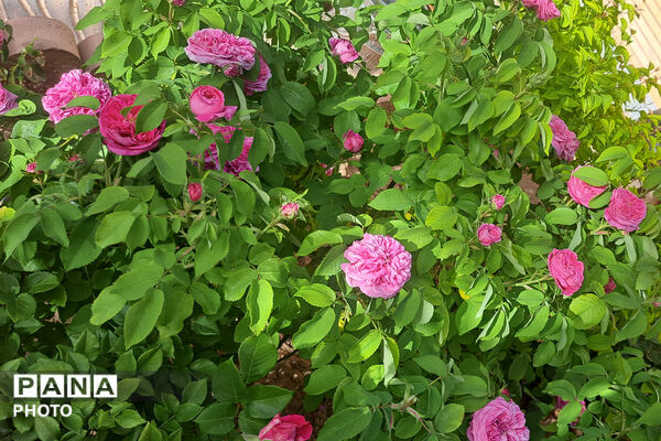 گل‌های زیبای بهاری