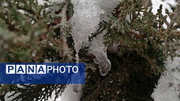 گرداب بن زیر چتر سپید برف