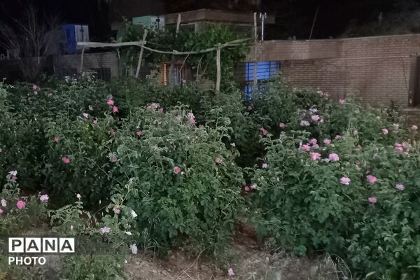 آغاز سمفونی گل و گلاب در مهد گل محمدی