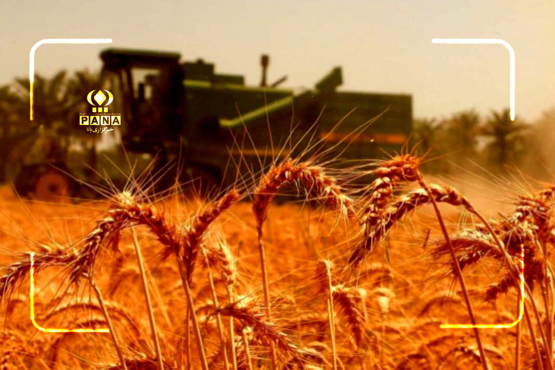 معجزه گندمکاران دهگلان؛ برداشت پربار در آتش گرمای بی‌امان