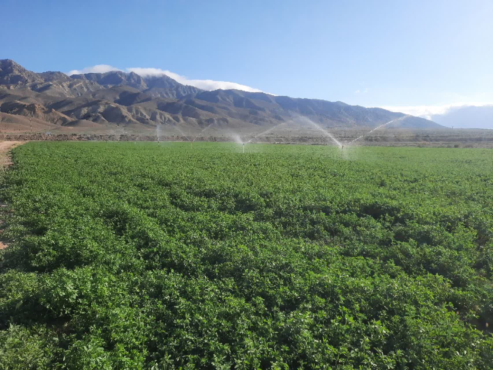 کشت یونجه در روستای رباط عشق؛ راهکاری پایدار در مقابله با کم‌آبی
