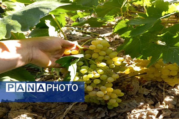 آغاز فصل برداشت انگور از باغات روستای گزکوه فاروج