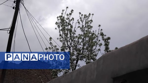 گل‌ها و درختان در شکوفایی