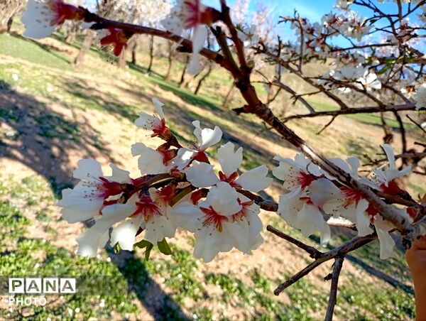 بهار با عطر شکوفه‌ها، دفتری از زندگی تازه می‌گشاید
