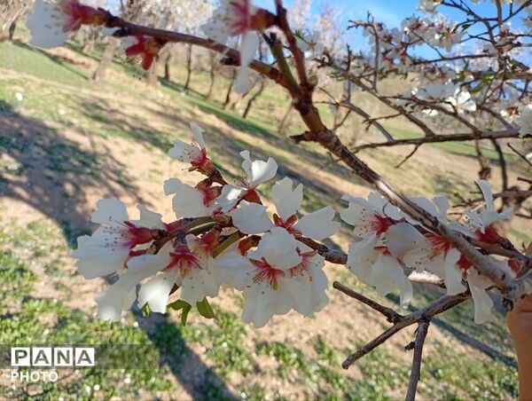 بهار با عطر شکوفه‌ها، دفتری از زندگی تازه می‌گشاید