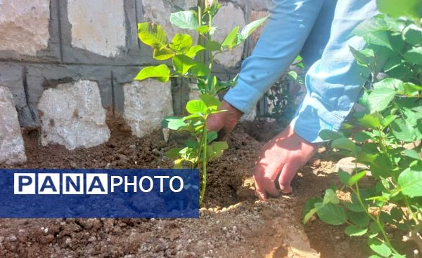 کاشت گل و گیاه در شهر منج، راهی برای احیای زمین