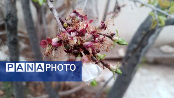 منظره زیبای بهاری در سربیشه