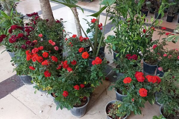 نمایشگاه گل و گیاه در نمایشگاه دائمی قرچک
