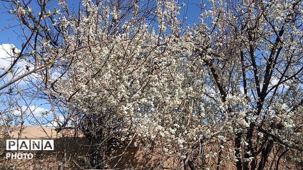 شکوفه دادن درختان روستای فیروزه