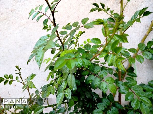 بارش رحمت الهی همراه با تگرگ در شهرستان نیشابور 