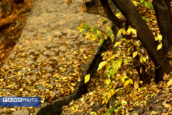 پاییز خیال انگیز در پارک جمشیدیه