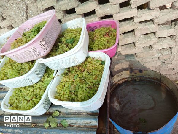 انگوربازکنی؛ روایت شیرین یک سنت دیرینه در کاشمر  