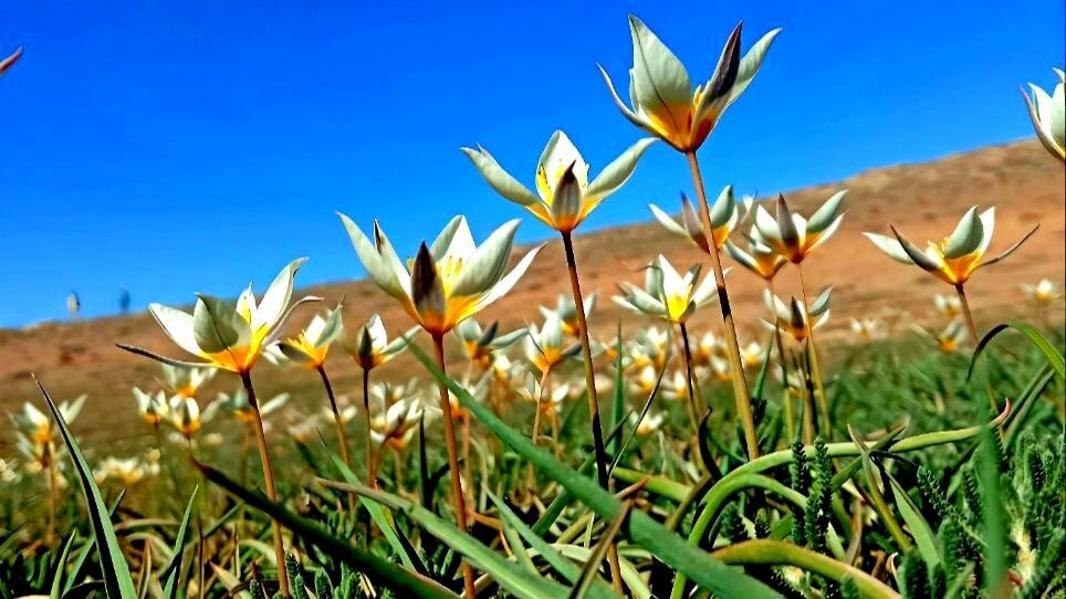 طبیعت دزک در قاب پانا