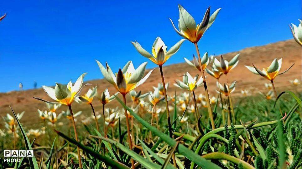 طبیعت دزک در قاب پانا