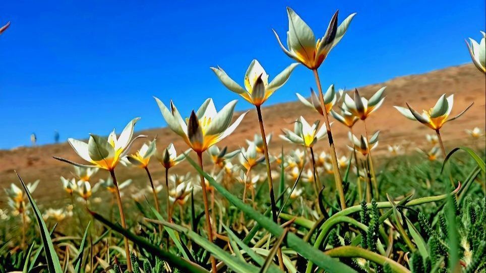 طبیعت دزک در قاب پانا