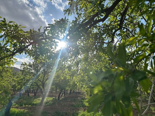 طبیعت هم با آمدن بهار زیبا شد 