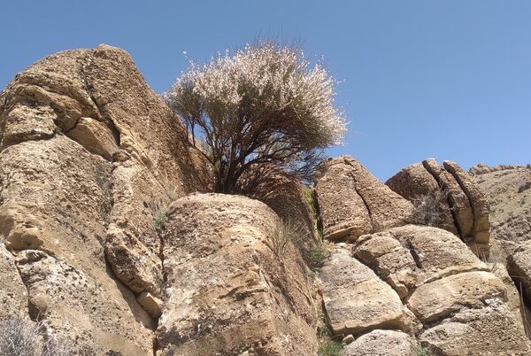 سیزده بدر، نقاشی رنگارنگ طبیعت را بر بوم تصاویر رقم زد