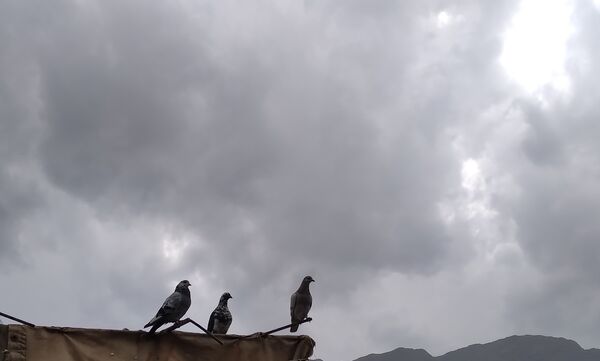 باران بهاری؛ ملودی زندگی در بستر طبیعت