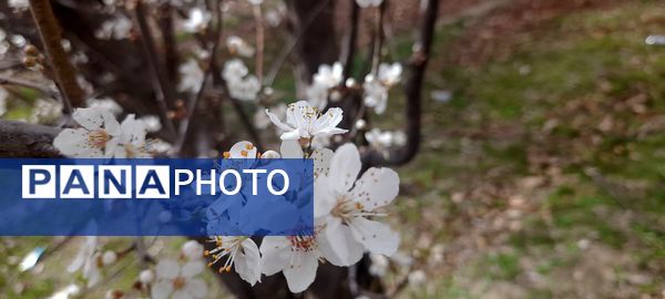 شکوفه‌های بهاری بر قامت درختان ‌