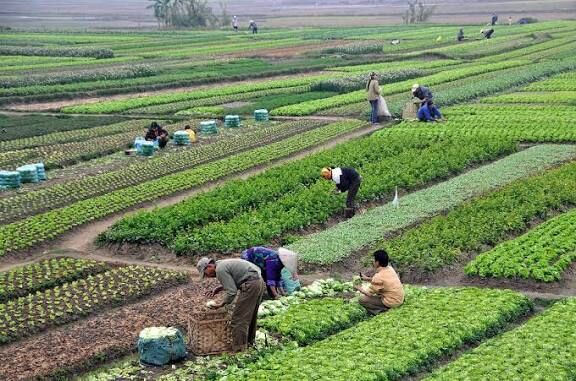 مصرف آب در مزارع با اجرای طرح جدید کشاورزی ۳۰ درصد کاهش می یابد