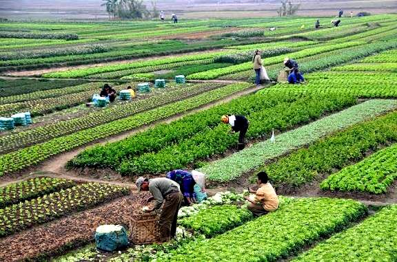 رفع تداخلات شرط اساسی صدور سند اراضی کشاورزی است
