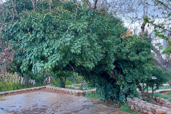 باغ گل ها در شهر گل ها شیراز