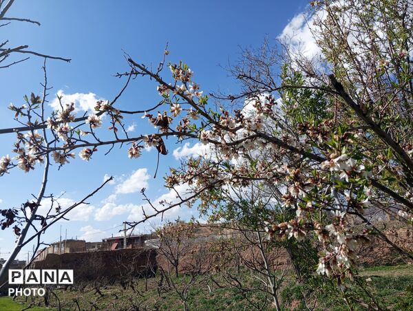 شکوفه دادن درختان روستای فیروزه