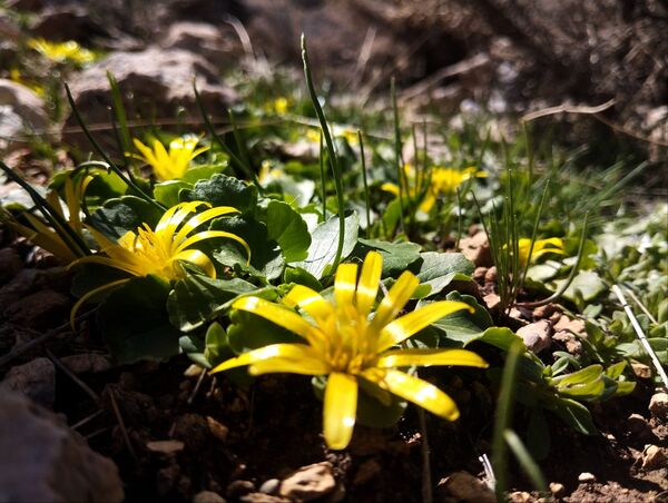 سیزده بدر، نقاشی رنگارنگ طبیعت را بر بوم تصاویر رقم زد