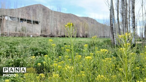  نجوای بهار در روستای سرتشنیز