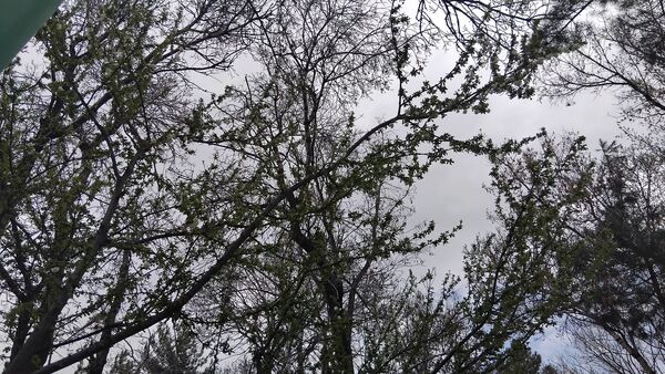 گل‌ها و درختان در شکوفایی