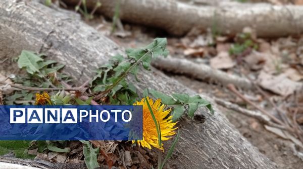 آوای گوش‌نواز بهار در طبیعت شهرستان‌بن